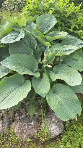 A large hosta plant with big green leaves is surrounded by small rocks and grass in a garden with other plants and flowers in the background.