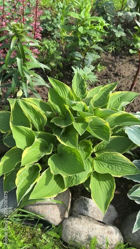 A lush hosta plant with large green leaves featuring yellow edges, situated in a garden setting with rocks at its base and surrounded by various other plants and foliage.