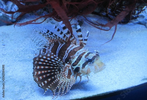Lionfish Pterois Radiata Striking Underwater Beauty in Ocean Habitat, Aquarium Life