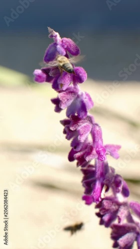 Vertical video: One bee releasing, climbing purple spike in garden, other bees landing for nectar
