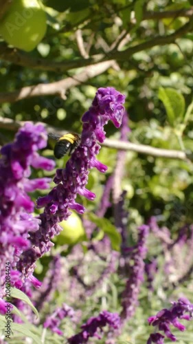 Vertical video: Coming bee hovering landing on purple spike in garden collecting nectar near fruit