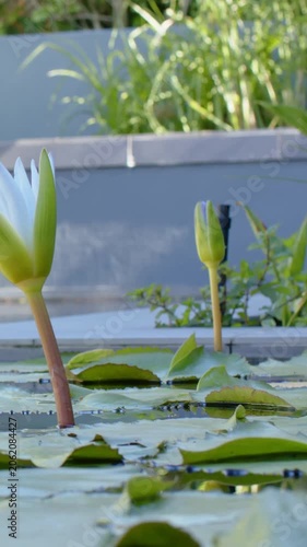 Vertical video: Pulling back camera revealing planter and nozzle, white lily petals parting gently