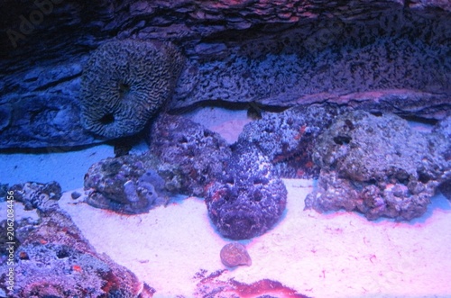 Serene Underwater Landscape Coral Reef, Marine Life, Rocky Outcrops, and Sandy Seabed View