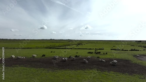 Sheep on Marshes over Beach Rye Bay from a drone, Rye, East Sussex, England