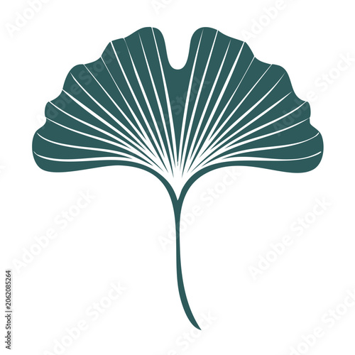 Minimalist Ginkgo Leaf Vector