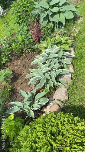 A large hosta plant with big green leaves growing in a garden bed surrounded by rocks and grass with other plants and flowers in the background.