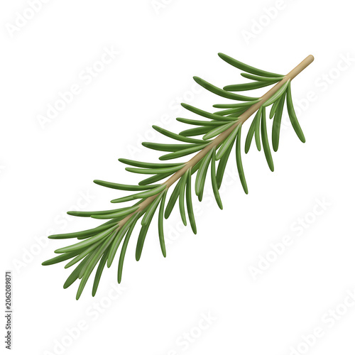 Single green leaf on transparent background