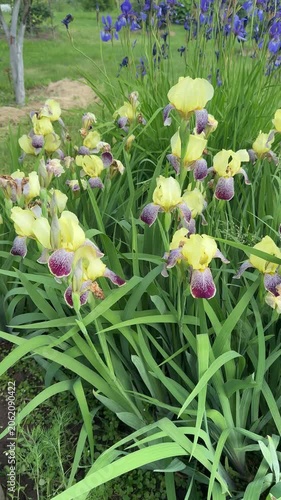 A stunning display of yellow irises with purple accents blooming amidst long green leaves, with blue flowers and a serene green landscape in the background under a cloudy sky.