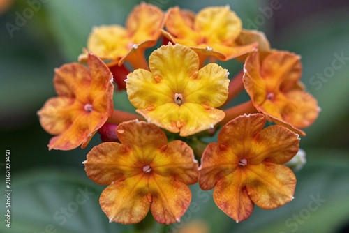 A close up of a yellow flower with a green background