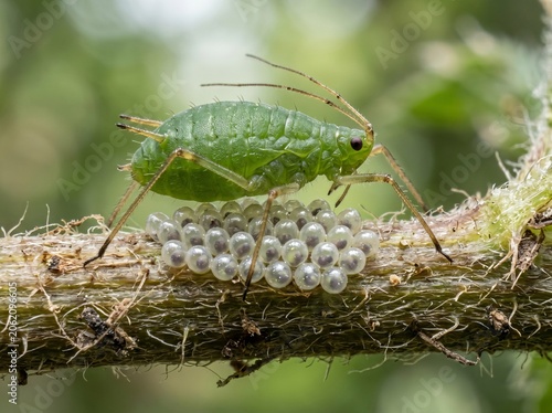 Detailed macro shot of a green aphid standing guard over its cluster of tiny white eggs on a plant stem