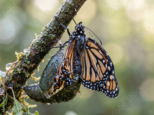 Macro photography of a beautiful monarch butterfly resting on a textured branch in a lush environment