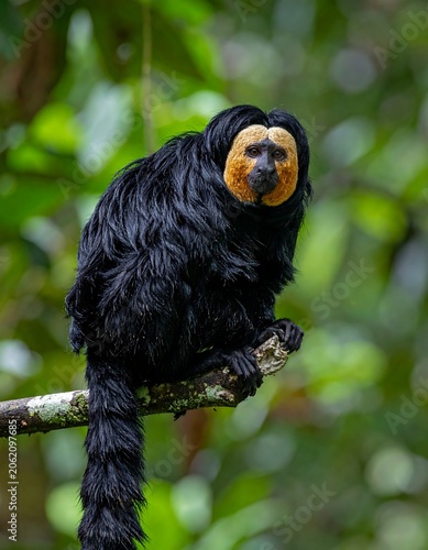 A primate with black fur and a distinctive orange face sits on a branch