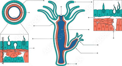 Tableau sur toile Biological hydra anatomy diagram and zoology educational infographic showing mic