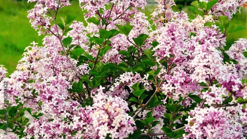 A lilac bush with vibrant pink and white flowers and green leaves set against a blurred green grassy background