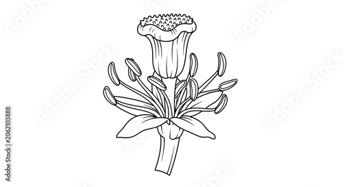 Fotografie Botanical line drawing of a trumpet-shaped flower with stamens and sepals