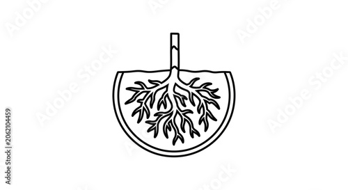 Obraz na plátně Citrus fruit cross-section line art vector illustration