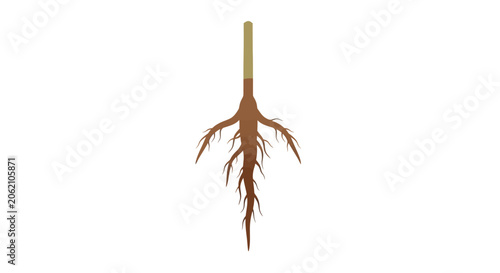 Obraz na płótnie Flat vector illustration of plant root system with taproot and lateral branches