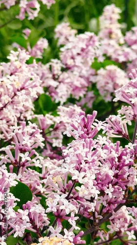 A close-up view of a lilac bush with clusters of small, fragrant, light purple flowers and dark green oval-shaped leaves.