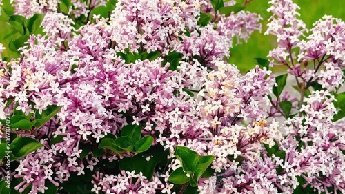 Close-up of pink lilac flowers with green leaves, showcasing delicate petals and soft colors in a serene outdoor environment.