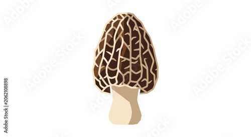 morel mushroom vector illustration