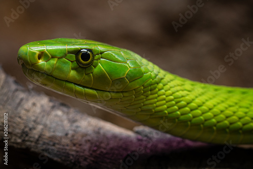 Fotografie snake in the grass