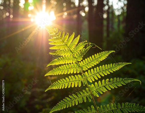 A sunlit green fern leaf in a forest with blurred trees