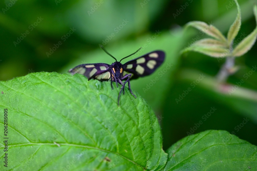 Naklejka premium Amata fortunei (Japanese nine-spotted moth). Arthropoda Lepidoptera Arctiidae Syntominae. It has black wings with white spots and part of its abdomen is yellow.
