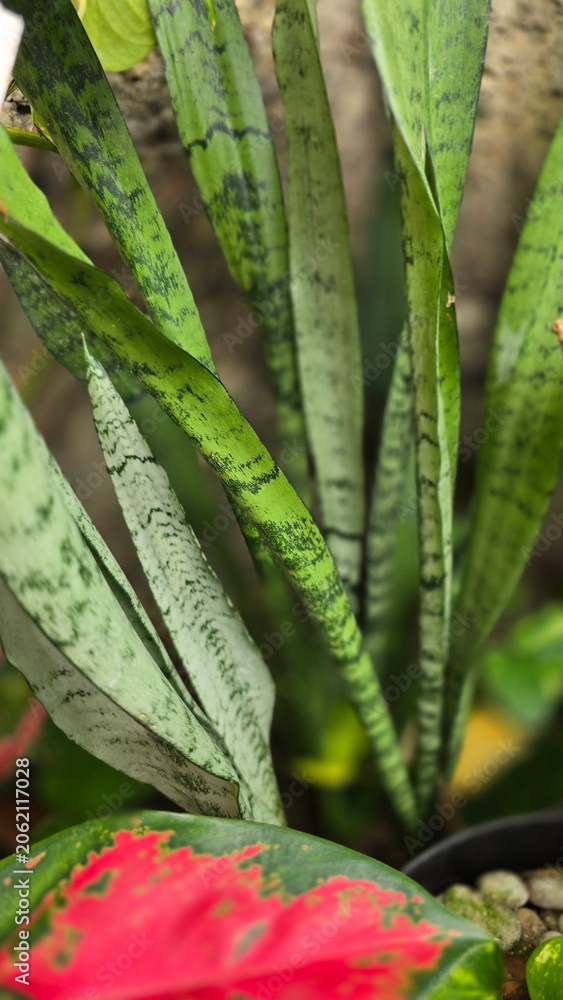 Obraz premium A Close-Up View of the Vibrant Green and Patterned Leaves of a Growing Snake Plant (Sansevieria), Showcasing Its Unique Textures and Sleek, Upright Foliage in a Lush Garden Setting.