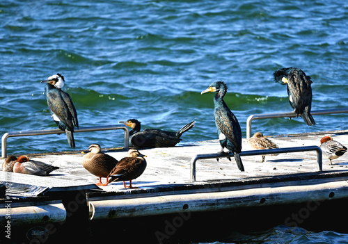 桟橋に集まるカワウとカモの群れ