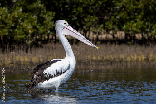Australian pelican (Pelecanus conspicillatus), Narooma, NSW, January 2026
