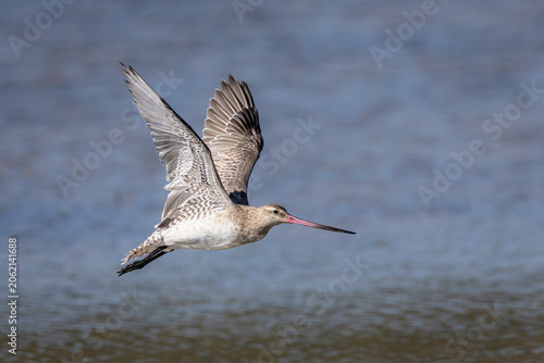 Bar-tailed Godwit (Limosa lapponica) flying, Narooma, NSW, January 2026