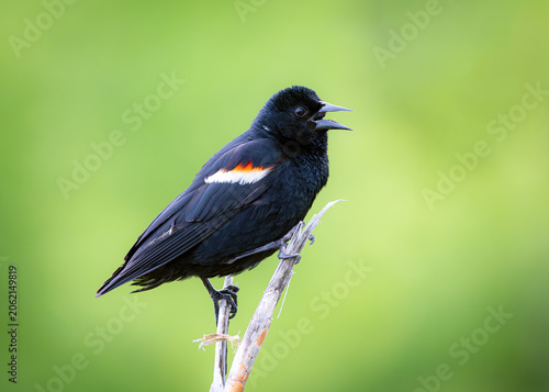 Male Red-winged Blackbird calling while perched on marsh reed