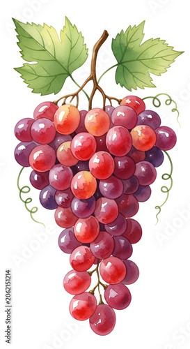 Red Grapes Bunch Isolated Watercolor Illustration Healthy Food