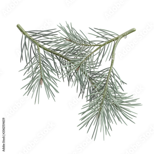 Realistic Pine Branch with Droplets