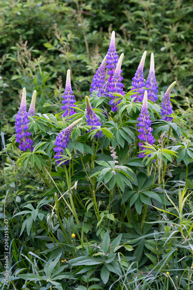 Obraz premium portrait of a beautiful cluster of vibrant purple lupins along a lush green trail