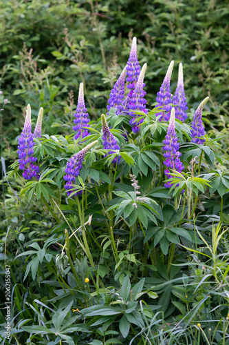 portrait of a beautiful cluster of vibrant purple lupins along a lush green trail