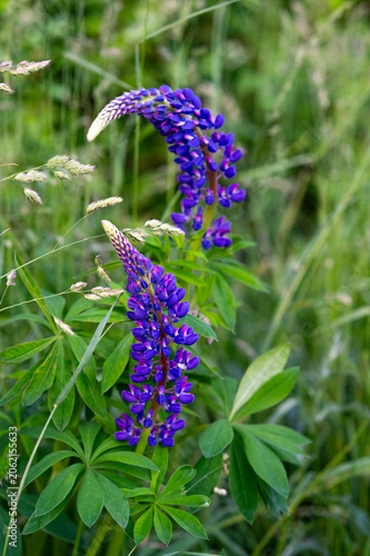 Vibrant purple lupin flowers stand tall in a lush, green summer meadow in late spring.