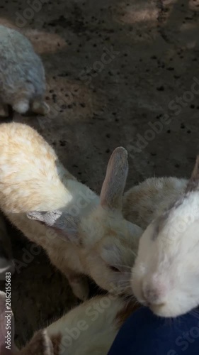 Group of multicolored domestic rabbits resting in enclosure