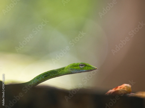 Green pit viper is classified as a mildly venomous snake; bites are usually fatal.	