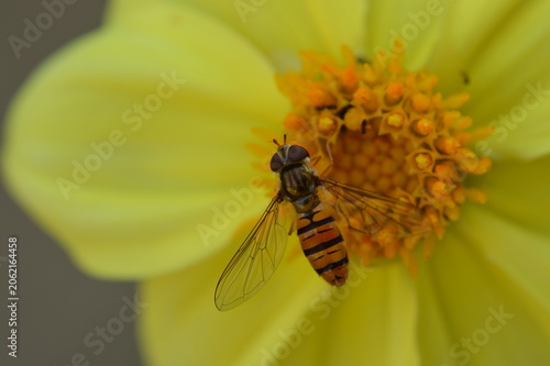 Tableau sur toile Hoverfly Feeding on Yellow Flower Center