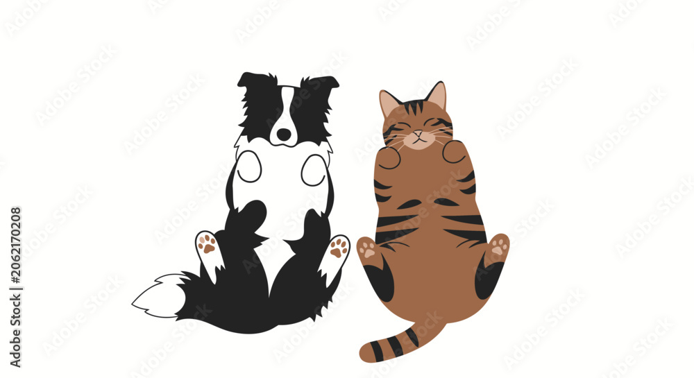 Fototapeta premium Cute border collie dog and tabby cat lying on their backs with paws up.