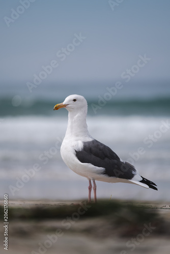 Fotografie seagull on the beach