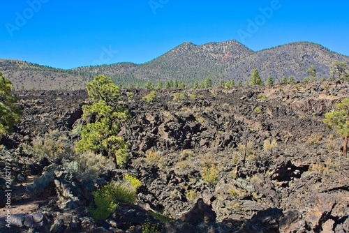 Bonito Lava Flow at Sunset Crater Volcano National Monument, Flagstaff, Arizona. Vivid yellow flowers are growing among the rocks. Sunset Crater volcano is in the background.