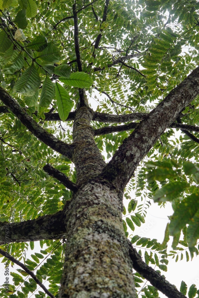 Fototapeta premium Low-angle view showing a sturdy tree trunk with large branches and dense green leaves forming a natural canopy under a bright sky.
