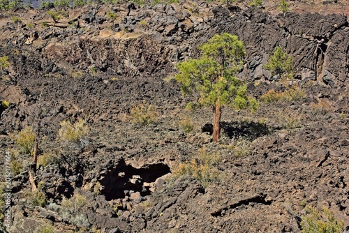 A lone tree is growing in the Bonito Lava Flow at Sunset Crater Volcano National Monument, Flagstaff, Arizona. Vivid yellow flowers are growing among the rocks.