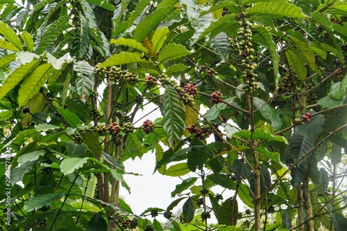 Full view of a thriving robusta or arabica coffee tree filled with abundant green and reddish coffee berries clustered on its branches.