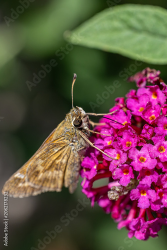 Konstfotografi Skipper Butterfly on Pink Butterfly Bush