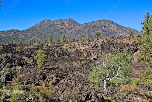 A lone Quaking Aspen, Populus tremuloides, in a lava flow at the Bonito Lava Flow at Sunset Crater Volcano National Monument, Flagstaff, Arizona. Pine trees are in the background.