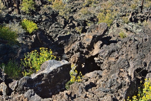 Bonito Lava Flow at Sunset Crater Volcano National Monument, Flagstaff, Arizona. Vivid yellow flowers are growing among the rocks.