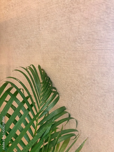 cactus on the wall